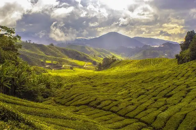 Bama Tea’s IPO Journey: Regulatory Hurdles & Expansion