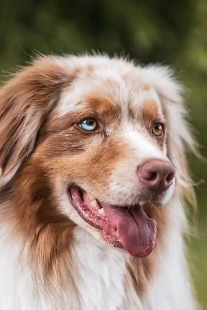 Bark: Meeker’s New Investor Engagement & BARK Air